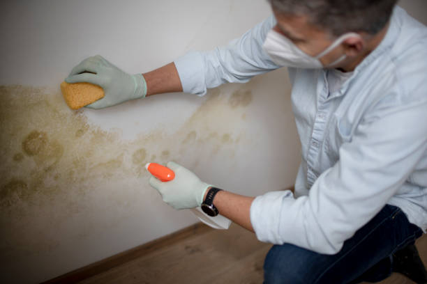 Best Mold Odor Removal Services  in Campbell, MO